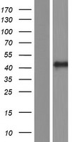 FCMR / FAIM3 Protein - Western validation with an anti-DDK antibody * L: Control HEK293 lysate R: Over-expression lysate