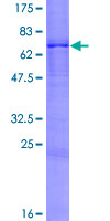 FCMR / FAIM3 Protein - 12.5% SDS-PAGE of human FAIM3 stained with Coomassie Blue
