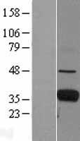 FCN1 / Ficolin-1 Protein - Western validation with an anti-DDK antibody * L: Control HEK293 lysate R: Over-expression lysate