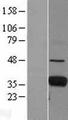 FCN1 / Ficolin-1 Protein - Western validation with an anti-DDK antibody * L: Control HEK293 lysate R: Over-expression lysate
