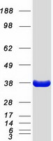 FCN1 / Ficolin-1 Protein - Purified recombinant protein FCN1 was analyzed by SDS-PAGE gel and Coomassie Blue Staining