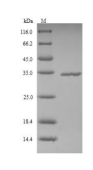 FCN2 / Ficolin-2 Protein - (Tris-Glycine gel) Discontinuous SDS-PAGE (reduced) with 5% enrichment gel and 15% separation gel.