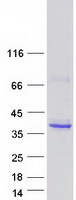 FCN2 / Ficolin-2 Protein - Purified recombinant protein FCN2 was analyzed by SDS-PAGE gel and Coomassie Blue Staining