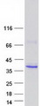 FCN2 / Ficolin-2 Protein - Purified recombinant protein FCN2 was analyzed by SDS-PAGE gel and Coomassie Blue Staining