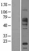 FCRL1 Protein - Western validation with an anti-DDK antibody * L: Control HEK293 lysate R: Over-expression lysate