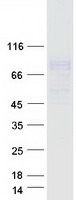 FCRL2 / IRTA4 Protein - Purified recombinant protein FCRL2 was analyzed by SDS-PAGE gel and Coomassie Blue Staining