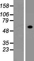 FCRL4 / IRTA1 / CD307d Protein - Western validation with an anti-DDK antibody * L: Control HEK293 lysate R: Over-expression lysate