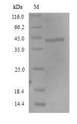 FCRL4 / IRTA1 / CD307d Protein - (Tris-Glycine gel) Discontinuous SDS-PAGE (reduced) with 5% enrichment gel and 15% separation gel.