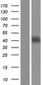 FCRLA Protein - Western validation with an anti-DDK antibody * L: Control HEK293 lysate R: Over-expression lysate