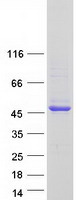 FCRLA Protein - Purified recombinant protein FCRLA was analyzed by SDS-PAGE gel and Coomassie Blue Staining