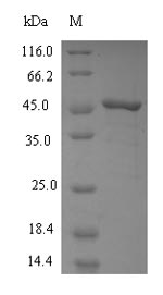 FDFT1 / Squalene Synthase Protein - (Tris-Glycine gel) Discontinuous SDS-PAGE (reduced) with 5% enrichment gel and 15% separation gel.
