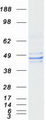 FDFT1 / Squalene Synthase Protein - Purified recombinant protein FDFT1 was analyzed by SDS-PAGE gel and Coomassie Blue Staining