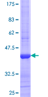 FDPS Protein - 12.5% SDS-PAGE Stained with Coomassie Blue.
