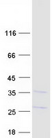 FDX1L Protein - Purified recombinant protein FDX1L was analyzed by SDS-PAGE gel and Coomassie Blue Staining