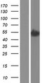 FDXR Protein - Western validation with an anti-DDK antibody * L: Control HEK293 lysate R: Over-expression lysate