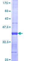 FECH / Ferrochelatase Protein - 12.5% SDS-PAGE Stained with Coomassie Blue.