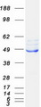 FECH / Ferrochelatase Protein - Purified recombinant protein FECH was analyzed by SDS-PAGE gel and Coomassie Blue Staining