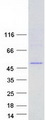 FECH / Ferrochelatase Protein - Purified recombinant protein FECH was analyzed by SDS-PAGE gel and Coomassie Blue Staining