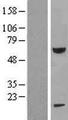 FEM1B Protein - Western validation with an anti-DDK antibody * L: Control HEK293 lysate R: Over-expression lysate
