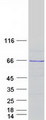 FEM1B Protein - Purified recombinant protein FEM1B was analyzed by SDS-PAGE gel and Coomassie Blue Staining