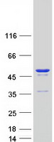 FEN1 Protein - Purified recombinant protein FEN1 was analyzed by SDS-PAGE gel and Coomassie Blue Staining