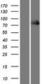 FERMT1 / Kindlin Protein - Western validation with an anti-DDK antibody * L: Control HEK293 lysate R: Over-expression lysate