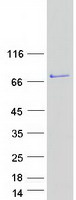 FERMT1 / Kindlin Protein - Purified recombinant protein FERMT1 was analyzed by SDS-PAGE gel and Coomassie Blue Staining