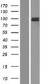 FES Protein - Western validation with an anti-DDK antibody * L: Control HEK293 lysate R: Over-expression lysate