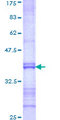 FEV / PET1 Protein - 12.5% SDS-PAGE Stained with Coomassie Blue.