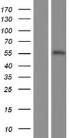 FEZF1 / FEZ Protein - Western validation with an anti-DDK antibody * L: Control HEK293 lysate R: Over-expression lysate