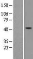 FEZL / FEZF2 Protein - Western validation with an anti-DDK antibody * L: Control HEK293 lysate R: Over-expression lysate