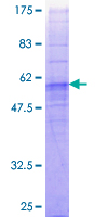 FFAR2 / GPR43 Protein - 12.5% SDS-PAGE of human GPR43 stained with Coomassie Blue
