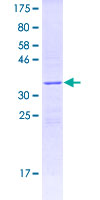 FFAR2 / GPR43 Protein - 12.5% SDS-PAGE Stained with Coomassie Blue.