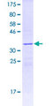 FFAR2 / GPR43 Protein - 12.5% SDS-PAGE Stained with Coomassie Blue.