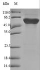 FGB / Fibrinogen Beta Chain Protein - (Tris-Glycine gel) Discontinuous SDS-PAGE (reduced) with 5% enrichment gel and 15% separation gel.
