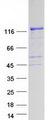 FGD1 Protein - Purified recombinant protein FGD1 was analyzed by SDS-PAGE gel and Coomassie Blue Staining