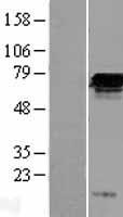FGD2 Protein - Western validation with an anti-DDK antibody * L: Control HEK293 lysate R: Over-expression lysate
