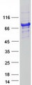 FGD2 Protein - Purified recombinant protein FGD2 was analyzed by SDS-PAGE gel and Coomassie Blue Staining