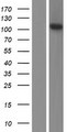 FGD3 Protein - Western validation with an anti-DDK antibody * L: Control HEK293 lysate R: Over-expression lysate