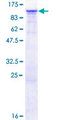 FGD3 Protein - 12.5% SDS-PAGE of human FGD3 stained with Coomassie Blue