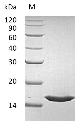 FGF1 / Acidic FGF Protein - (Tris-Glycine gel) Discontinuous SDS-PAGE (reduced) with 5% enrichment gel and 15% separation gel.