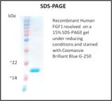 FGF1 / Acidic FGF Protein