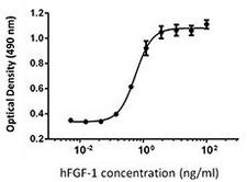 FGF1 / Acidic FGF Protein - NIH3T3 proliferation induced by human FGF-1 in the presence of 10 µg/ml heparin.