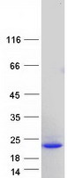 FGF1 / Acidic FGF Protein - Purified recombinant protein FGF1 was analyzed by SDS-PAGE gel and Coomassie Blue Staining