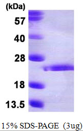 FGF10 Protein
