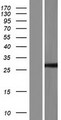 FGF11 / FGF-11 Protein - Western validation with an anti-DDK antibody * L: Control HEK293 lysate R: Over-expression lysate
