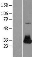 FGF12 Protein - Western validation with an anti-DDK antibody * L: Control HEK293 lysate R: Over-expression lysate