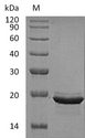 FGF12 Protein - (Tris-Glycine gel) Discontinuous SDS-PAGE (reduced) with 5% enrichment gel and 15% separation gel.