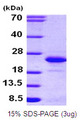 FGF12 Protein