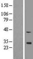 FGF13 Protein - Western validation with an anti-DDK antibody * L: Control HEK293 lysate R: Over-expression lysate